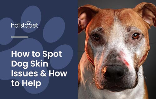 Holistapet featured image for "dog Skin Issues" blog. Show a pitbull type dog with an irritated red patch above its nose.