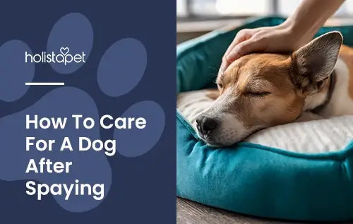 Featured image for "Dog Spay After Care" blog by Holistapet. Shows a dog resting in a pet bed getting comforted by their owners hand.