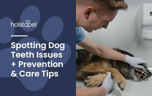 Holistapet blog featured image shows a man inspecting a dog's teeth. Text reads "spotting dog teeth issues + Prevention & Care Tips.