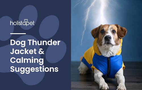 Holistapet featured image for "dog thunder jacket" blog. Shows a dog wearing a thunder jacket with a thuder storm in the background. 