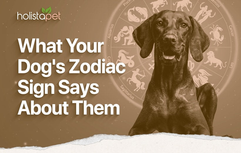 Dog Zodiac Signs: Pet Personalities and Astrology Signs 2023