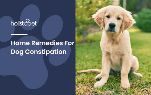 best home remedies for dog constipation