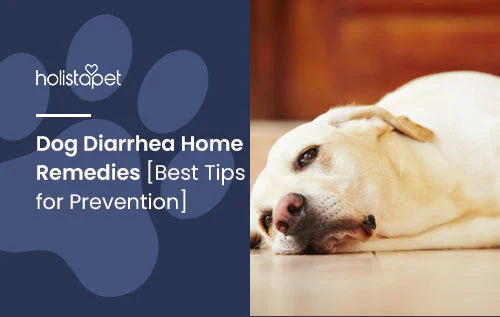 diarrhea remedies for dogs information