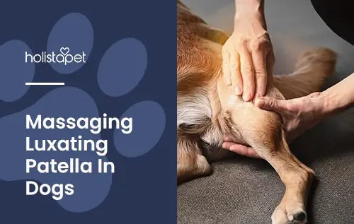 massaging luxating patella to help dog joints 