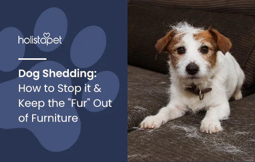 dog shedding and how to deal with fur