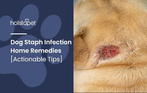 home remedies for dog staph