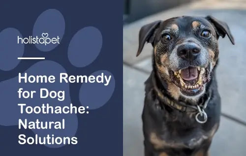 home remedy for dogs with toothache 