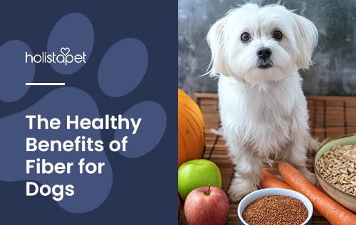 Fiber for dogs (Holistapet blog featured image). Maltese dog next to carrots, apples, and pumpkins.