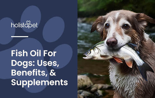 Holistapet blog featured image for 'fish oil for dogs: uses, benefits, & supplements' blog. Older brown and white spotted dog near a river with a salmon fish in mouth