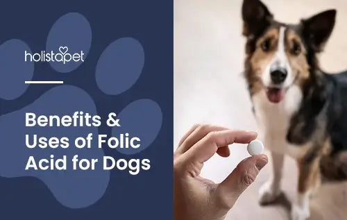 Folic Acid for Dogs featured blog image by Holistapet. Shows a hand holding a white pill with dog in the background