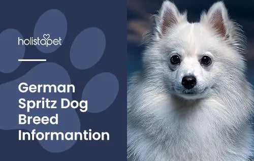 Featured image for "german spitz dog breed" Holistapet blog. Shows a white german spitz.