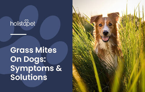 Holistapet's featured image for "Grass Mites On Dogs" blog. Shows a happy dog playing in a field of tall thick grass.