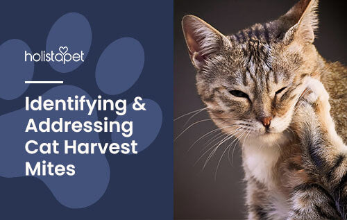 Holistapet featured blog image: Harvest Mites on Cats. Shows a cat itching its chin