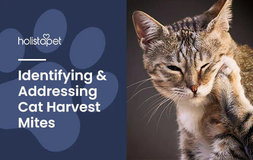 How to identify cat harvest mites