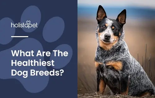 Healthiest Dog Breed featured blog image by Holistapet. Shows an Australian Cattle Dog posing outdoors.