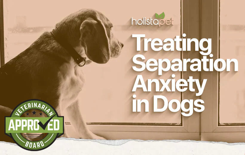 How To Help A Dog With Separation Anxiety [ Unlimited Guided ]