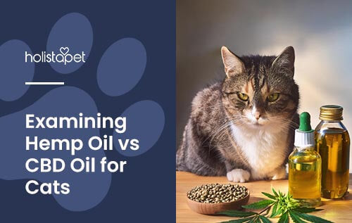 hemp oil vs cbd oil for cats? which one is better