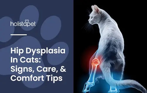 Hip Dysplasia in Cats featured blog image by Holistapet. Shows a white cat with an x-ray overlay on the left hip. Hip is red showing signs of inflammation.