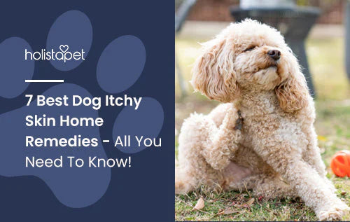 7 best home remedies for dog with itchy skin