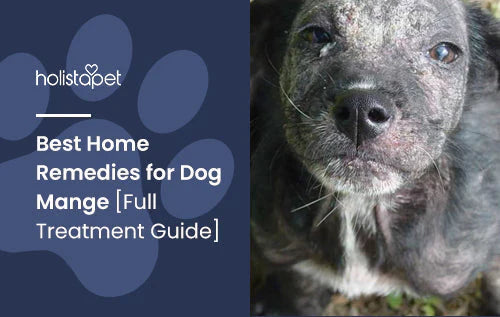 top tips to remedy dog mange