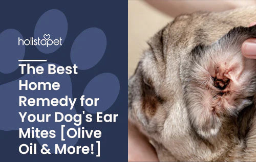 home remedies for dog's ear mites with olive oil and more!