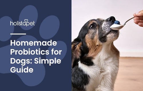 Featured image for "Homemade Probiotics for Dogs" Holistapet blog. Shows a dog sniffing a spoonful of yogurt with blueberries.