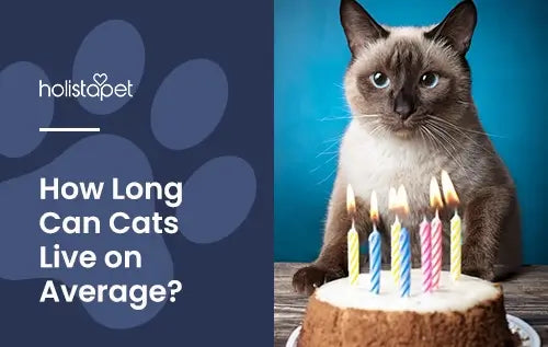 "How Long Do Cats Live" featured blog image by Holistapet. Shows a Siamese Cat with a birthday cake in front of it, candles are lit.