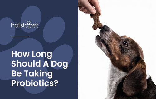 Holistapet featured blog image: How Long Should A Dog Be On Probiotics? Shows a dog eating a probiotic dog treat.