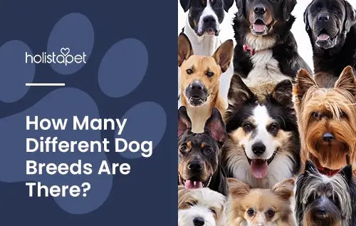 How Many Dog Breeds Are There? Featured blog image by Holistapet. Shows headshots of around 12 different breeds of dogs.