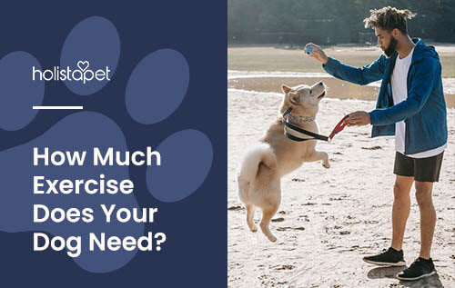 Holistapet featured image for "How much exercise does a dog need" blog. Shows a dog jumping to get a ball from its owner