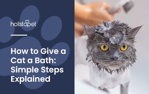 Holistapet blog image: How to bathe a cat. Gray cat getting a bath.