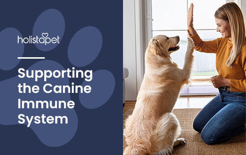 Holistapet featured image for "How to Boost Dogs Immune System" blog. Show a blond golden retriever and a woman giving each other a high five. 