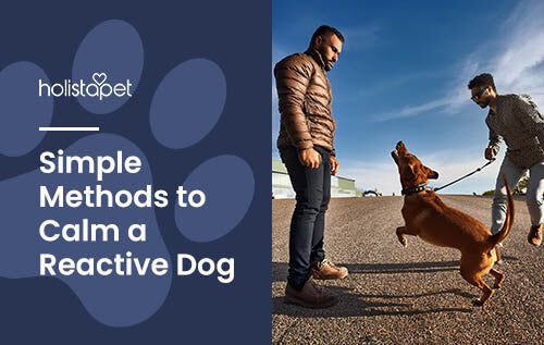 Holistapet featured image for how to calm a reactive dog blog. Shows an excited dog jumping up at a stranger while owner holds the dog back