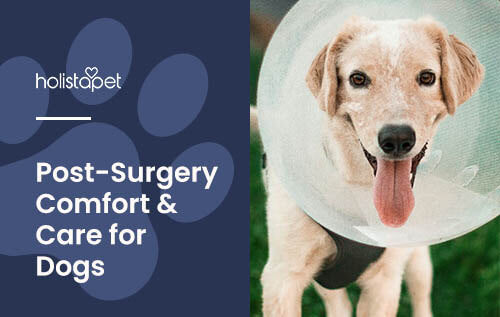 Holistapet featured blog image for: How to Comfort a Dog in Pain After Surgery. Shows a happy dog with a protective cone around its neck.