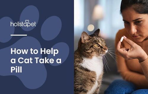 Holistapet featured image for "how to give a cat a pill" blog. shows a woman trying to give a grey cat a white pill