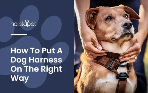 How to put a harness on a dog blog image by Holistapet. Shows two hands adjusting a dogs harness.