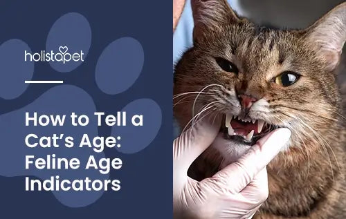 "How To Tell How Old a Cat Is" featured blog image by Holistapet. Shows a person inspecting a cat's teeth.