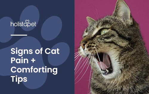 Holistapet featured blog image: How to tell if a cat is in pain. Shows a cat meowing out loud