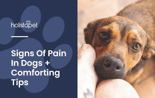 Holistapet featured image for "how to tell if a dog is in pain" blog. Shows a dog with sad eyes laying head on owners lap