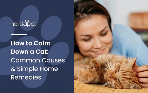 simple home remedies to calm down a cat