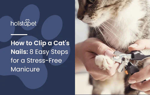 how to clip cat's nails stress free