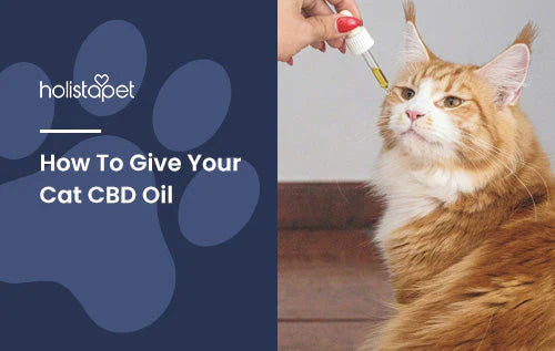 Tips on how to give your cat CBD oil