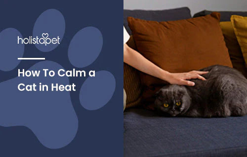 Tips on how to calm a cat in heat