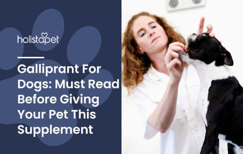 Things to know about Galliprant for Dogs