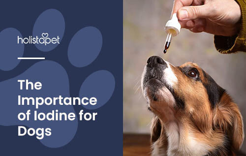 benefits of iodine for dogs