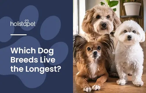 Holistapet featured image for "Longest Living Dog Breeds" blog. Shows a Toy Poodle, Long-Haired Chihuahua, and a Maltese posing together.