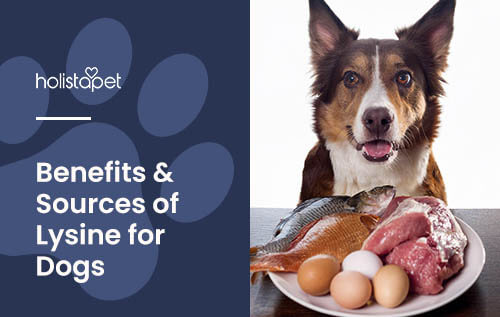 Fatty foods for dogs to gain weight best sale