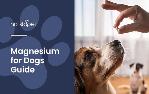 magnesium for dogs blog image by Holistapet. Image of hand extending magnesium pill to dog. Text reads magnesium for dogs guide.