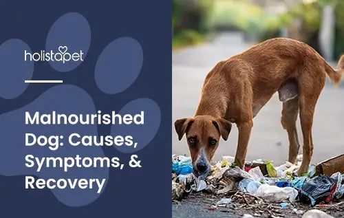 Malnourished Dog featured blog image by Holistapet. Shows a skinny dog eating from a pile of trash.