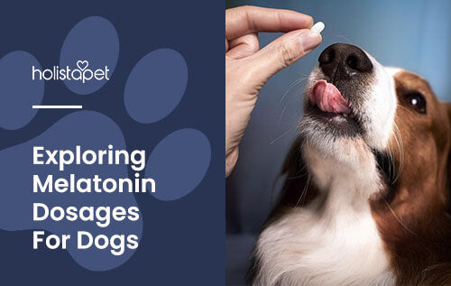 Holistapet featured blog image: Melatonin Dosage for Dogs. Show a human hand giving a small white melatonin pill to a dog.